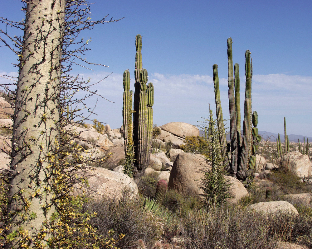 No es solo cactus y desierto en Baja